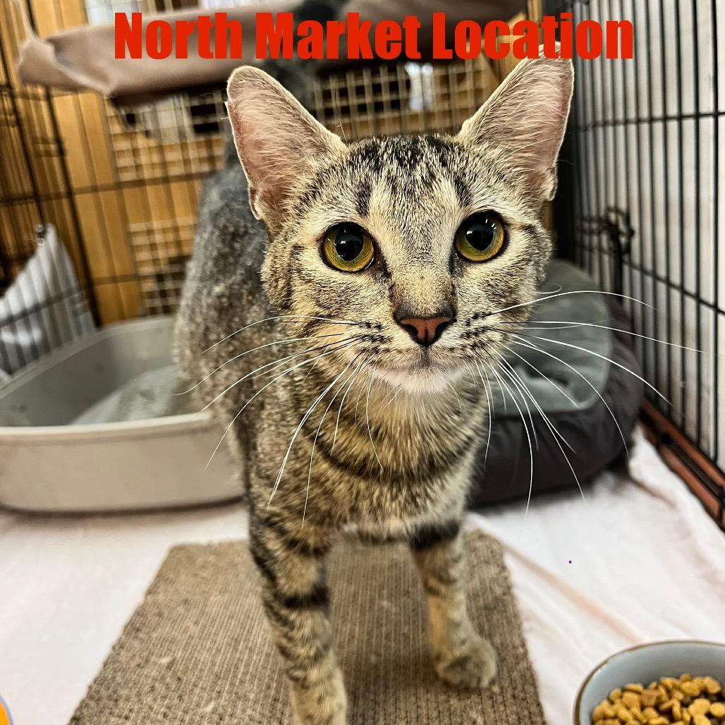 Enlarge Madonna, a Adoptable Domestic Short Hair in Raleigh, NC image 3/5