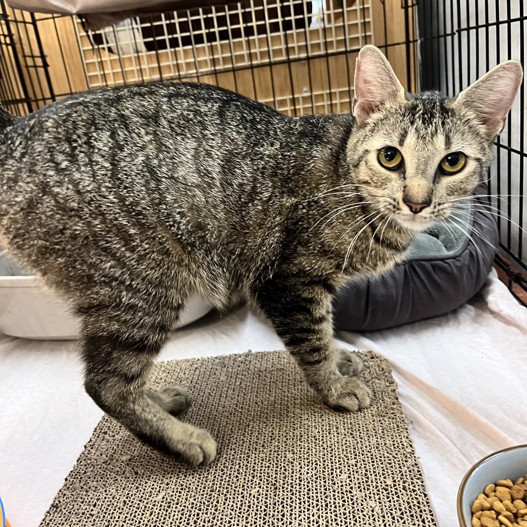 Enlarge Madonna, a Adoptable Domestic Short Hair in Raleigh, NC image 4/5