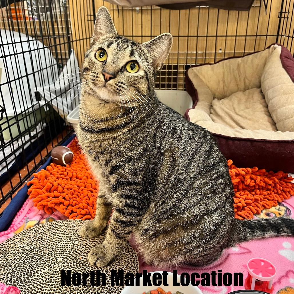 Enlarge Madonna, a Adoptable Domestic Short Hair in Raleigh, NC image 5/5