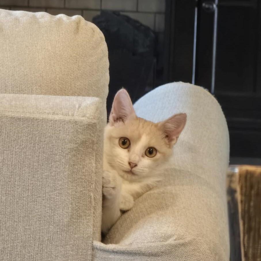 Frida, a Adoptable Domestic Short Hair in Terrell, TX image 1/2