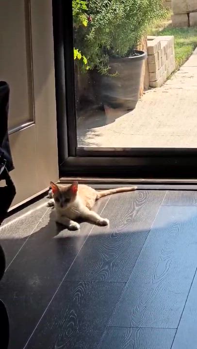 Enlarge Frida, a Adoptable Domestic Short Hair in Terrell, TX video 2/2