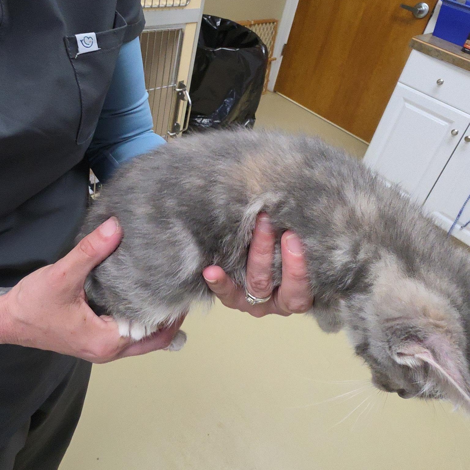 Enlarge Catty, an adopted Dilute Tortoiseshell in Clarksville, VA image 3/6