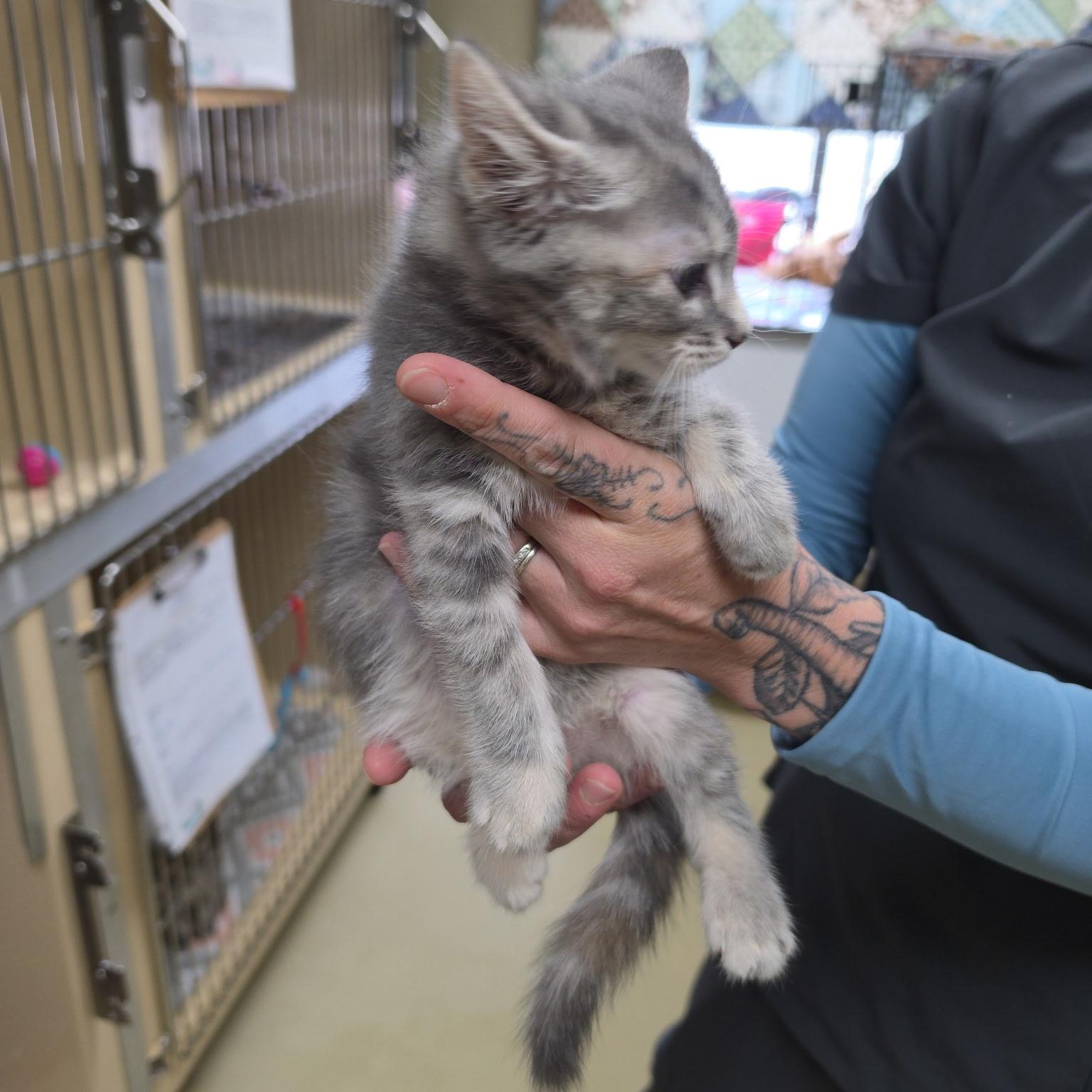 Enlarge Catty, an adopted Dilute Tortoiseshell in Clarksville, VA image 2/6