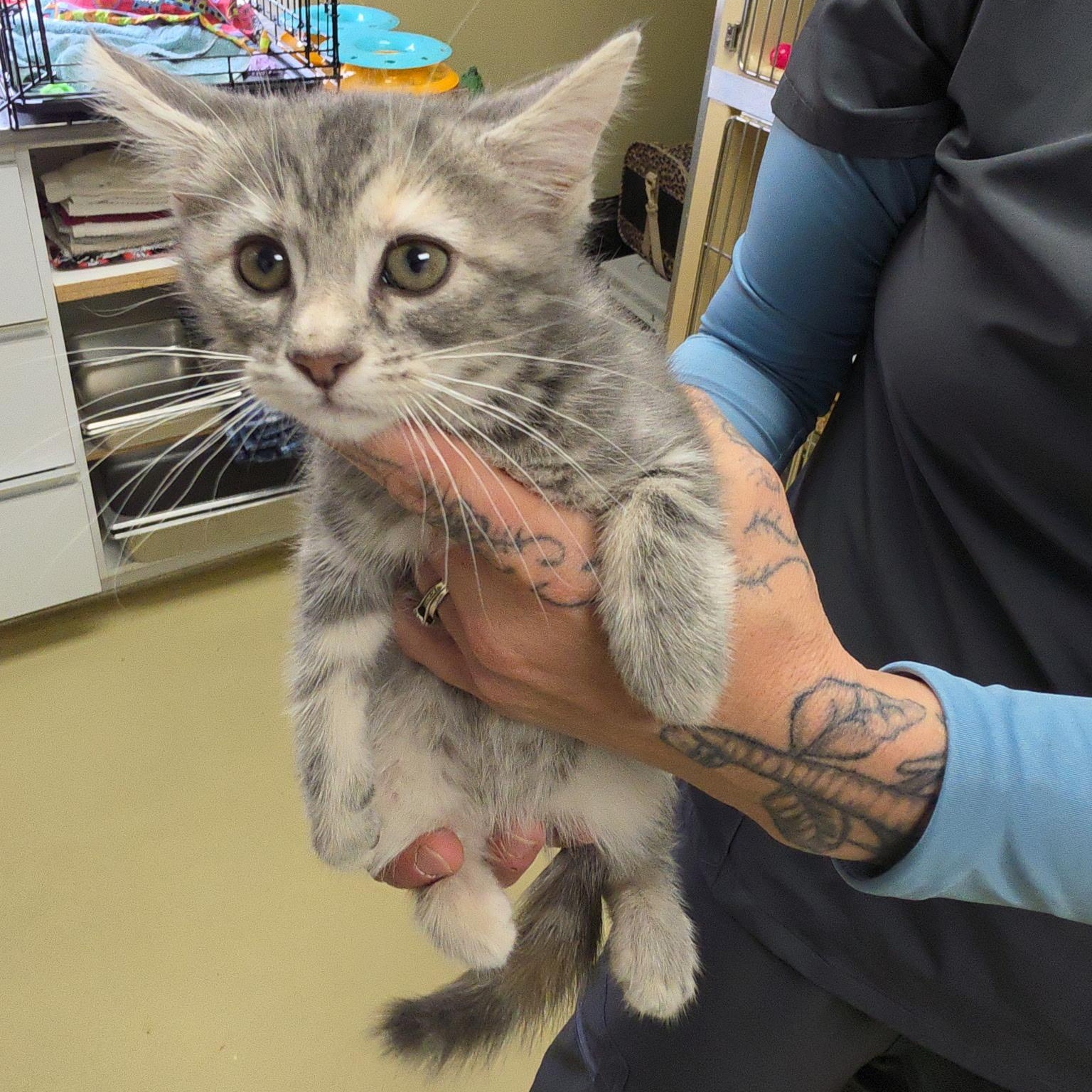 Catty, adopted, Kitten Female Dilute Tortoiseshell.