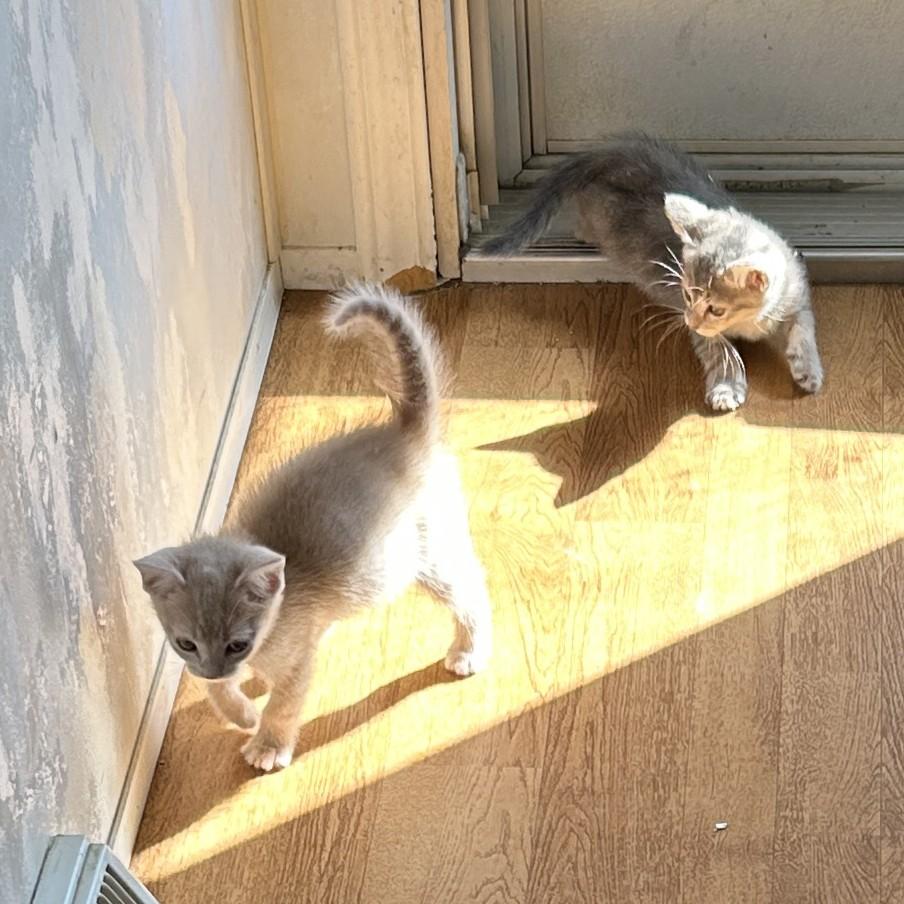 Enlarge Catty, an adopted Dilute Tortoiseshell in Clarksville, VA image 6/6