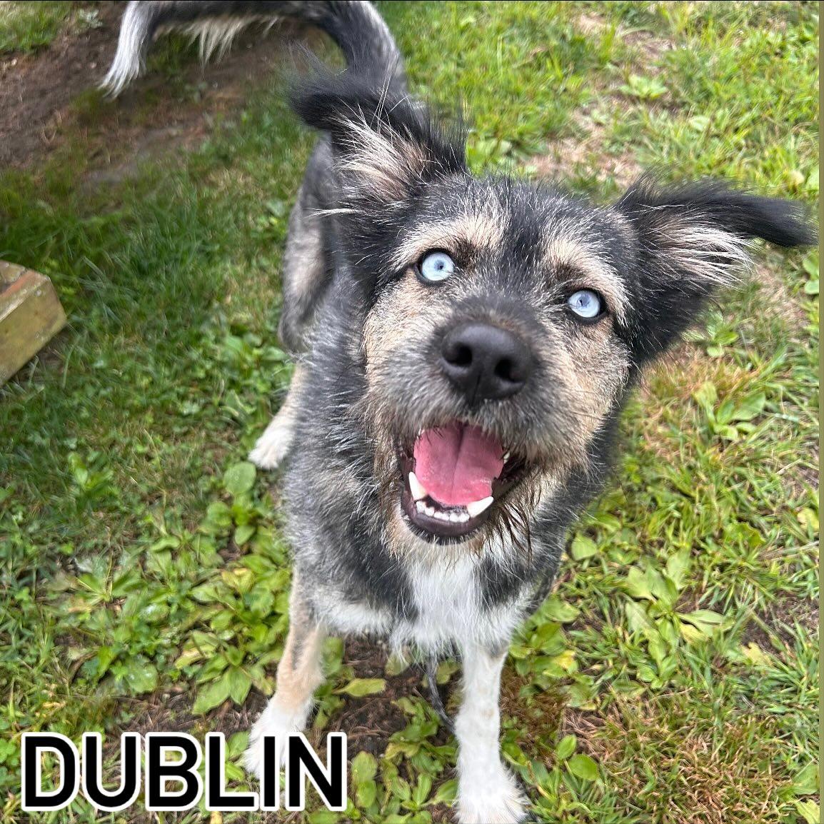 Dublin Tag #1518, Adoptable, Young Male Husky & Terrier.