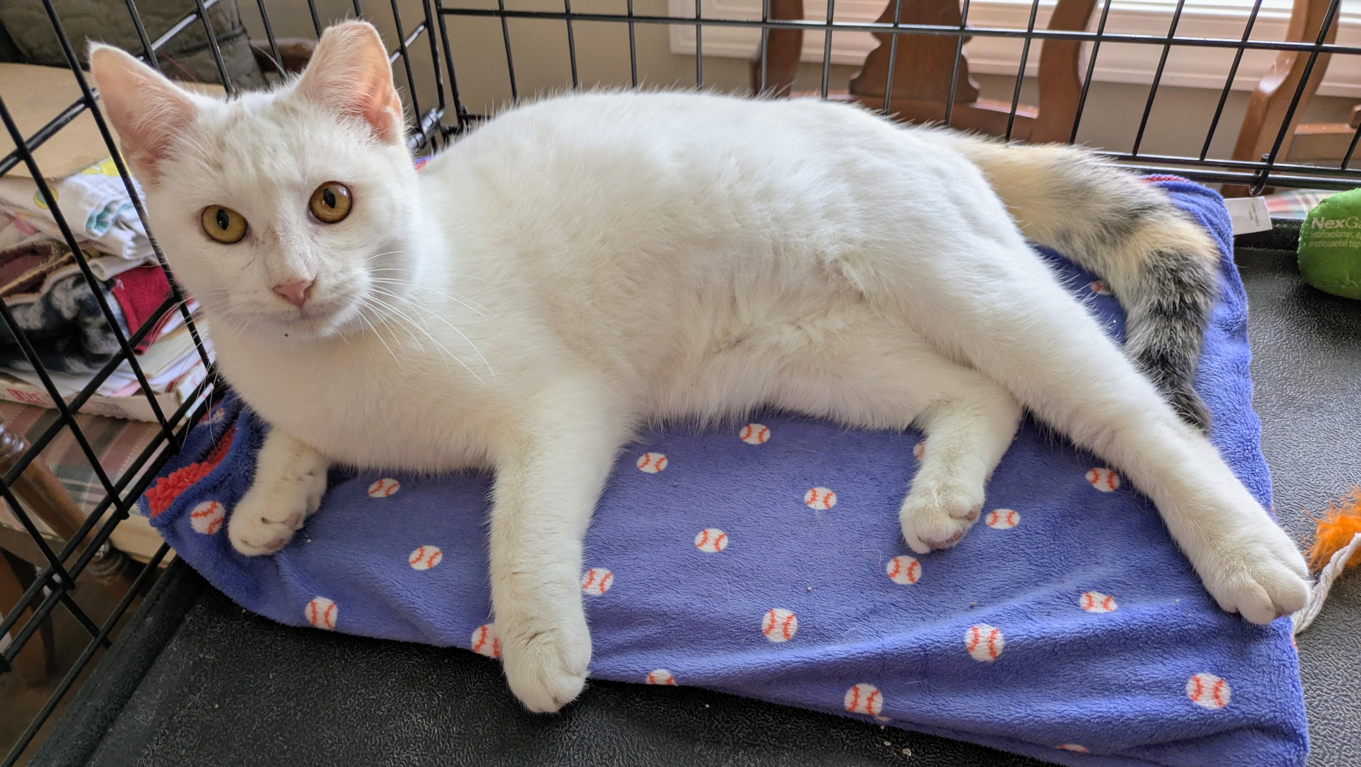 Enlarge FIZZY, a ADOPTABLE mixed breed in Lebanon, TN image 2/3