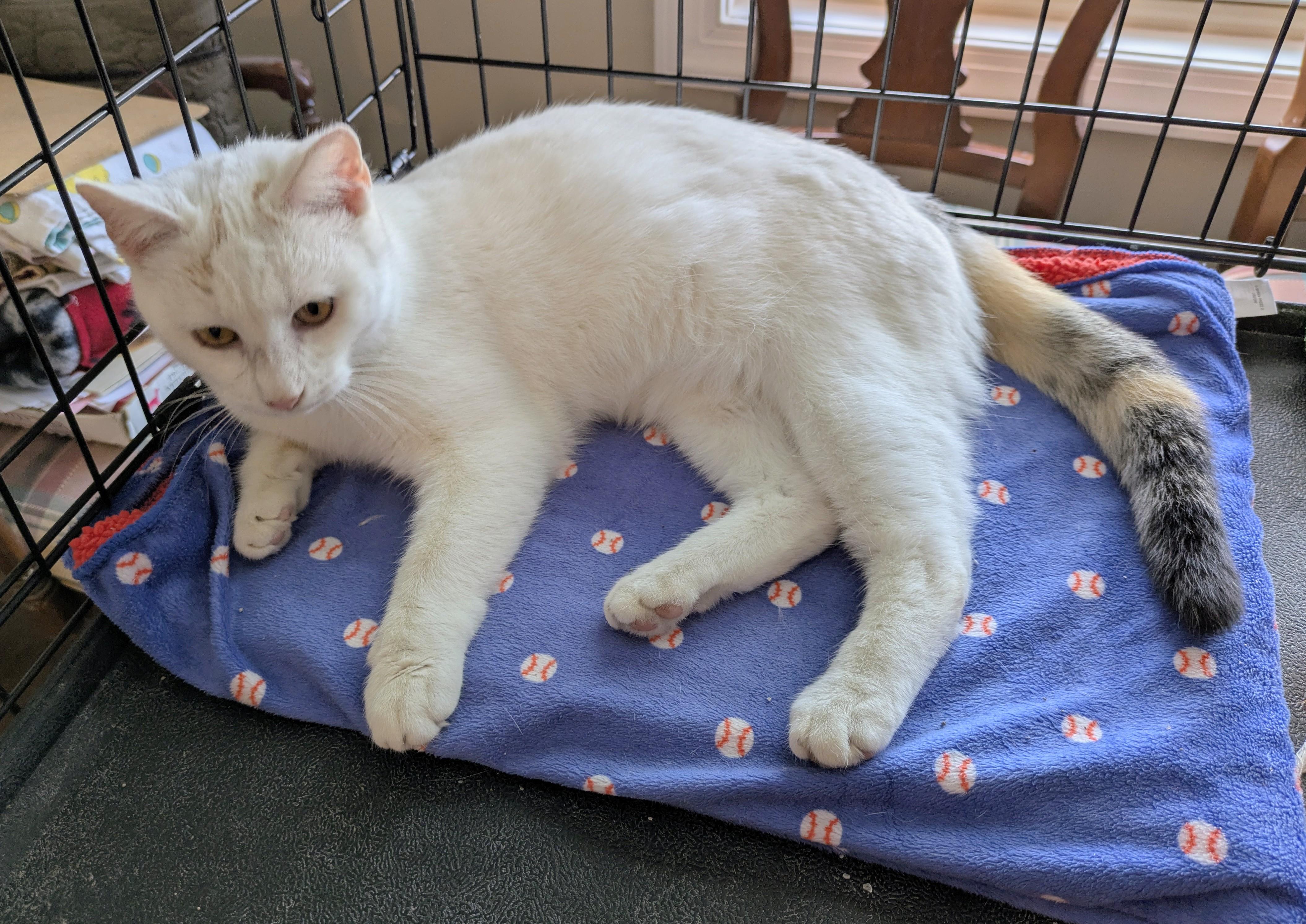 Enlarge FIZZY, a ADOPTABLE mixed breed in Lebanon, TN image 3/3