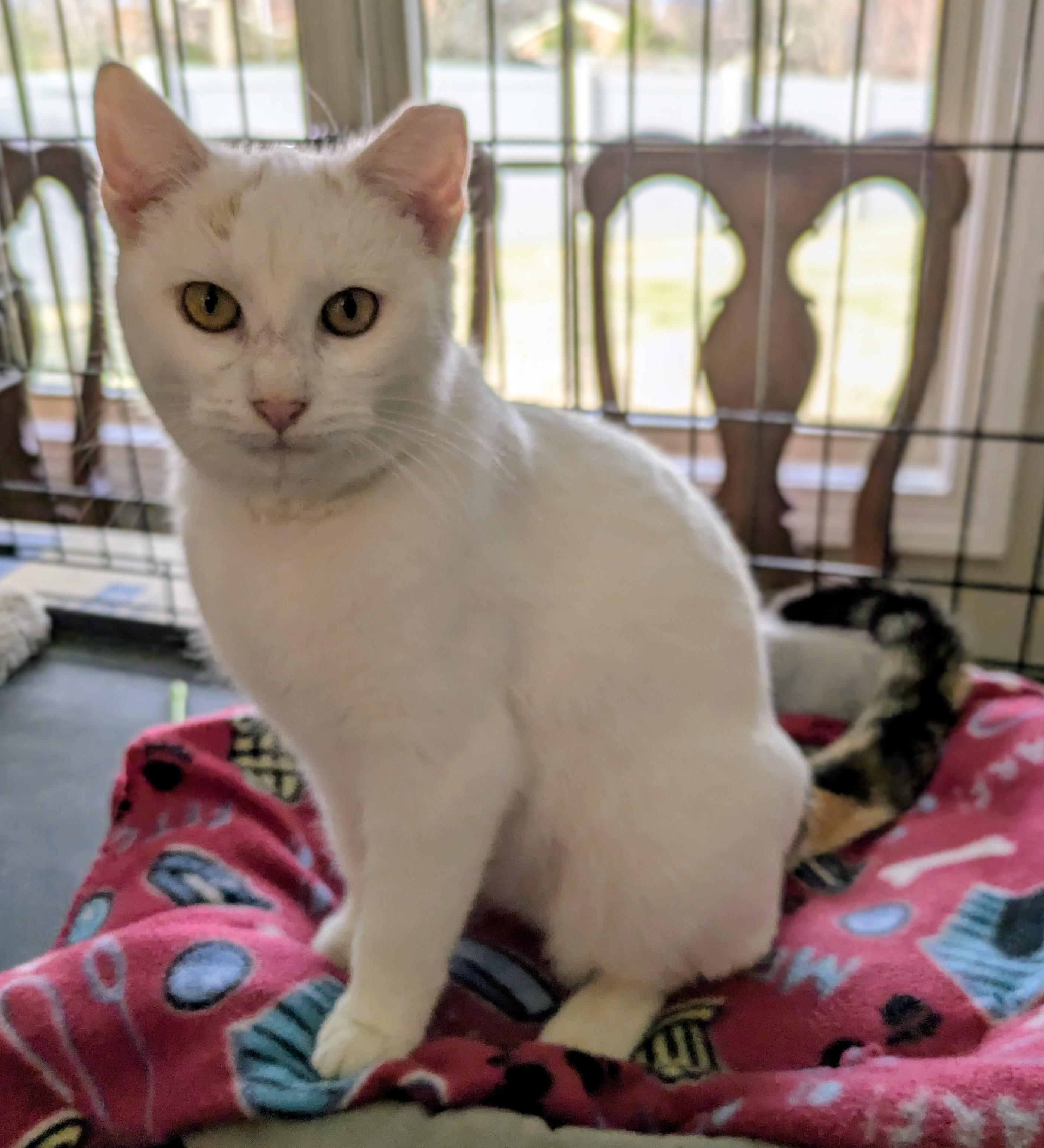 Enlarge FIZZY, a ADOPTABLE mixed breed in Lebanon, TN image 1/3