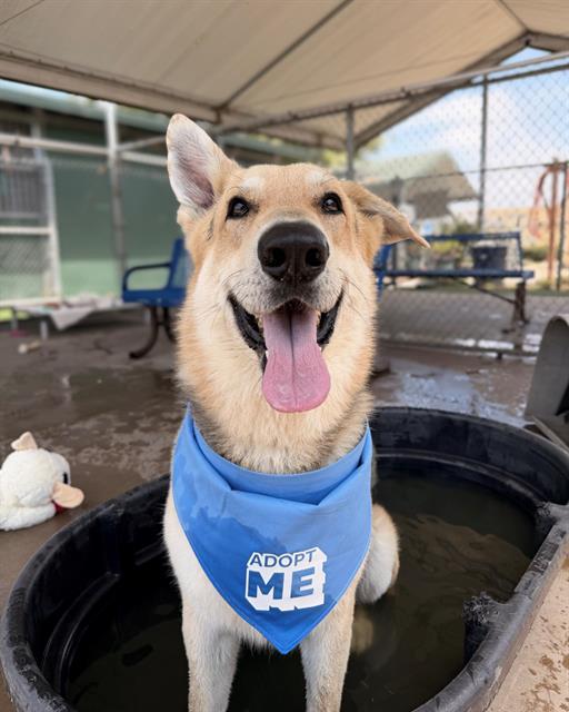 LEO, Adoptable, Adult Male German Shepherd Dog.
