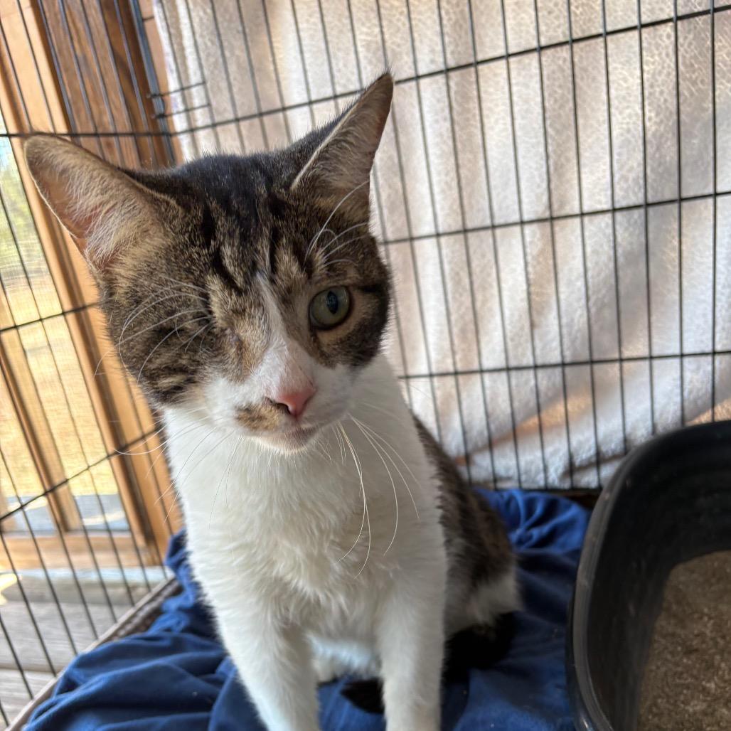 Tankie — thumbnail 2