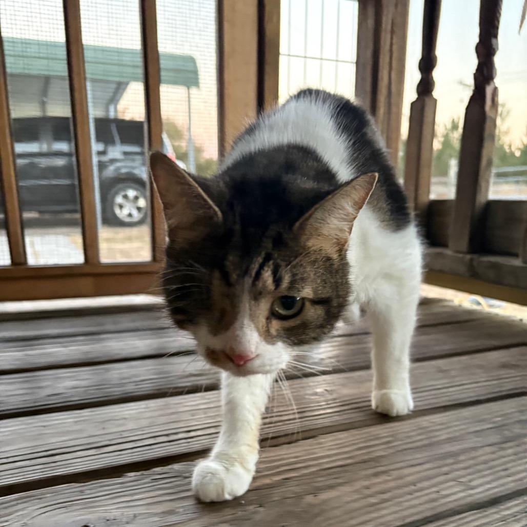 Tankie — thumbnail 3