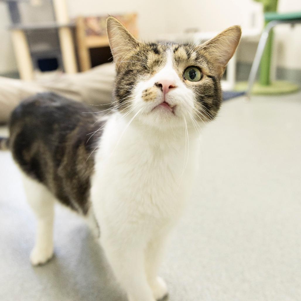 Tankie — thumbnail 4