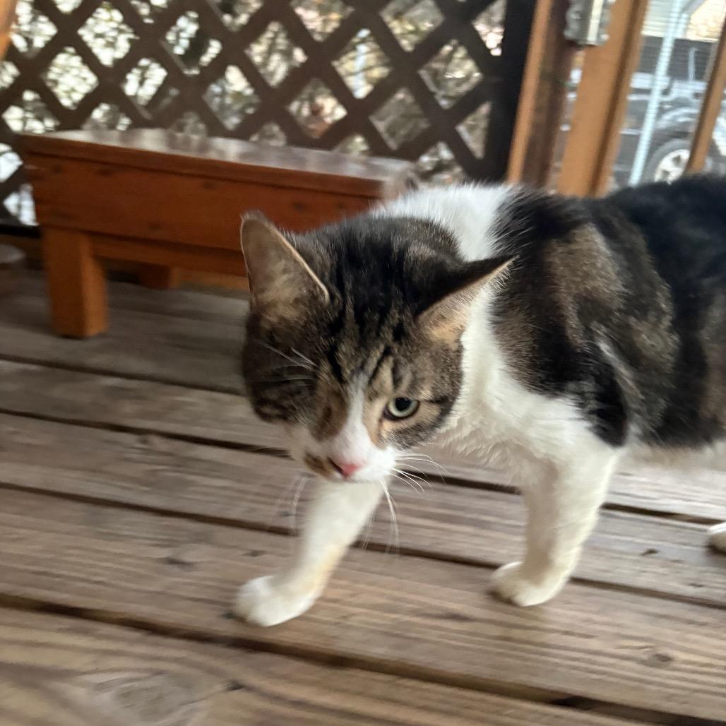 Tankie — thumbnail 5