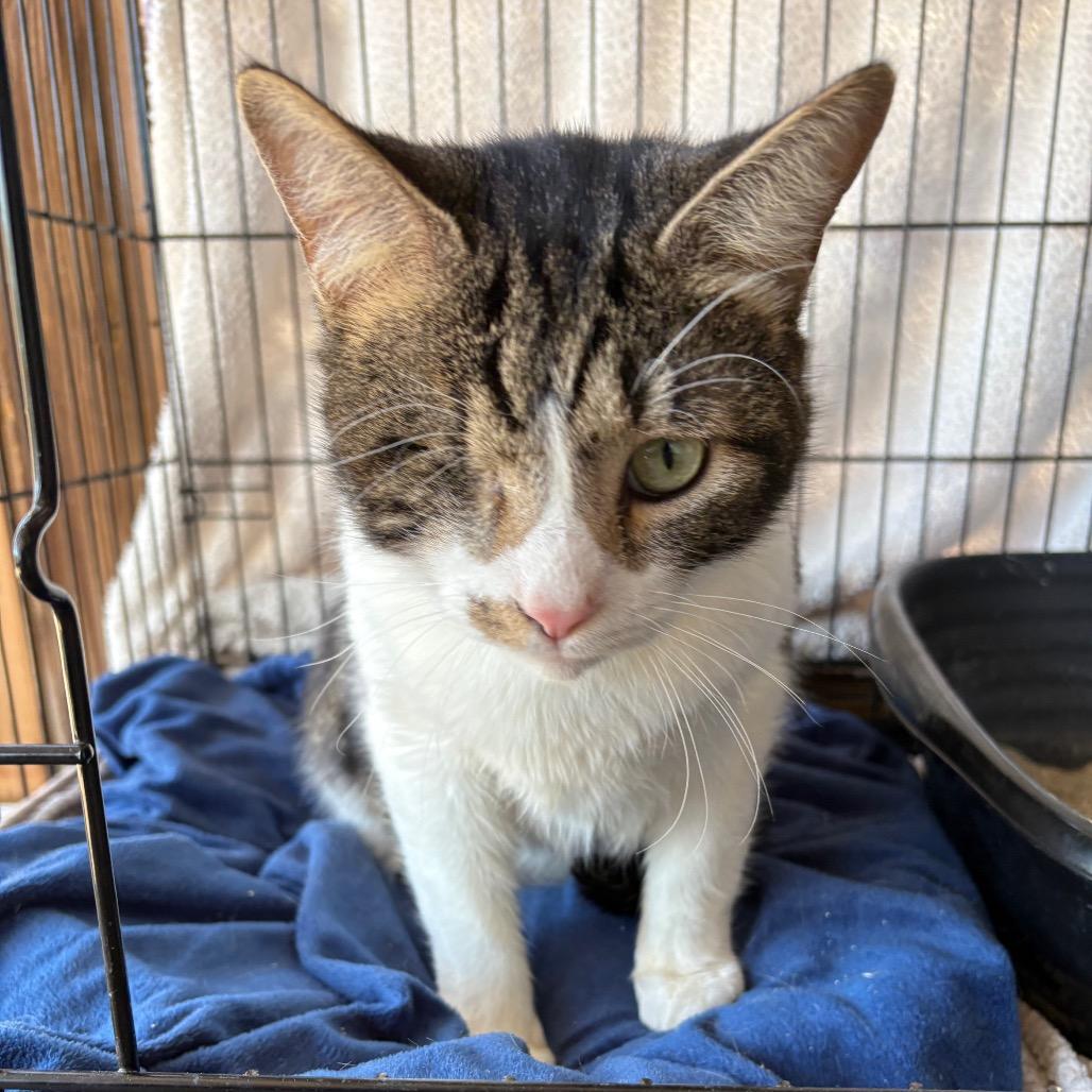 Tankie — thumbnail 6