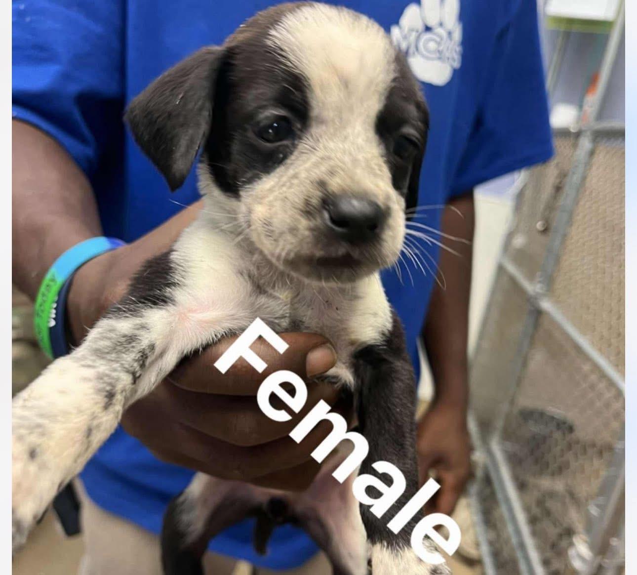 Meg, Adoptable, Puppy Female Australian Shepherd.