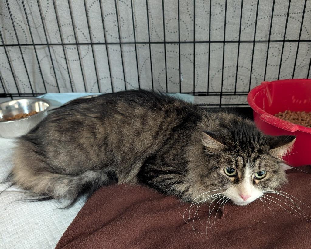 Pumpkin, Adoptable, Adult Male Domestic Short Hair.