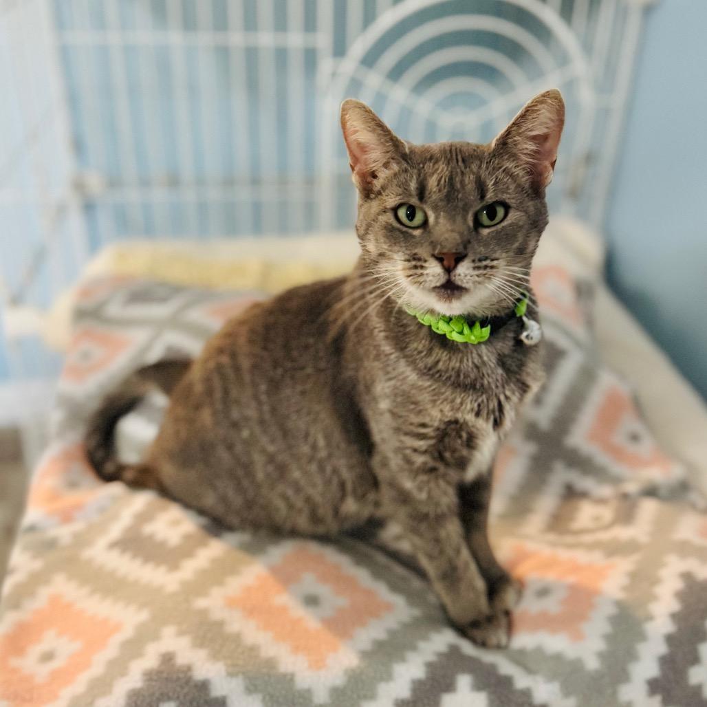 Mountain Dew, Adoptable, Adult Female Domestic Short Hair.