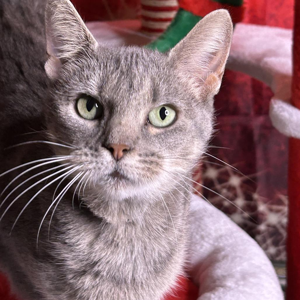 Enlarge Mountain Dew, a Adoptable Domestic Short Hair in Brownsboro, AL image 2/5