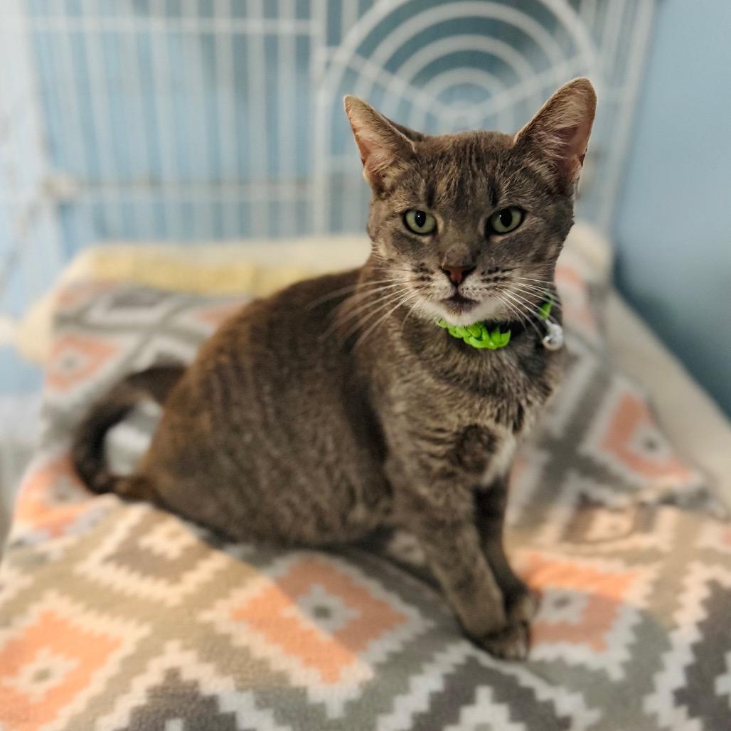 Enlarge Mountain Dew, a Adoptable Domestic Short Hair in Brownsboro, AL image 3/5