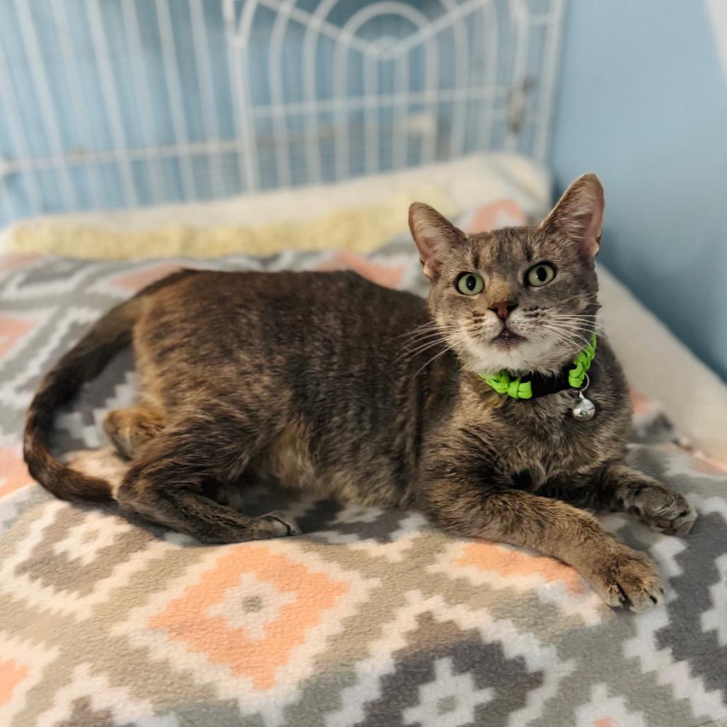 Enlarge Mountain Dew, a Adoptable Domestic Short Hair in Brownsboro, AL image 4/5