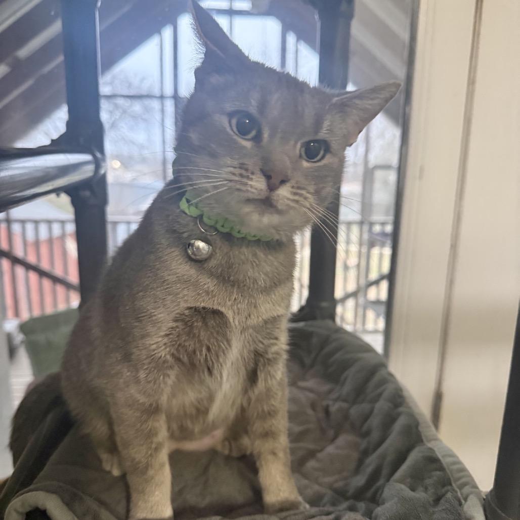 Enlarge Mountain Dew, a Adoptable Domestic Short Hair in Brownsboro, AL image 5/5