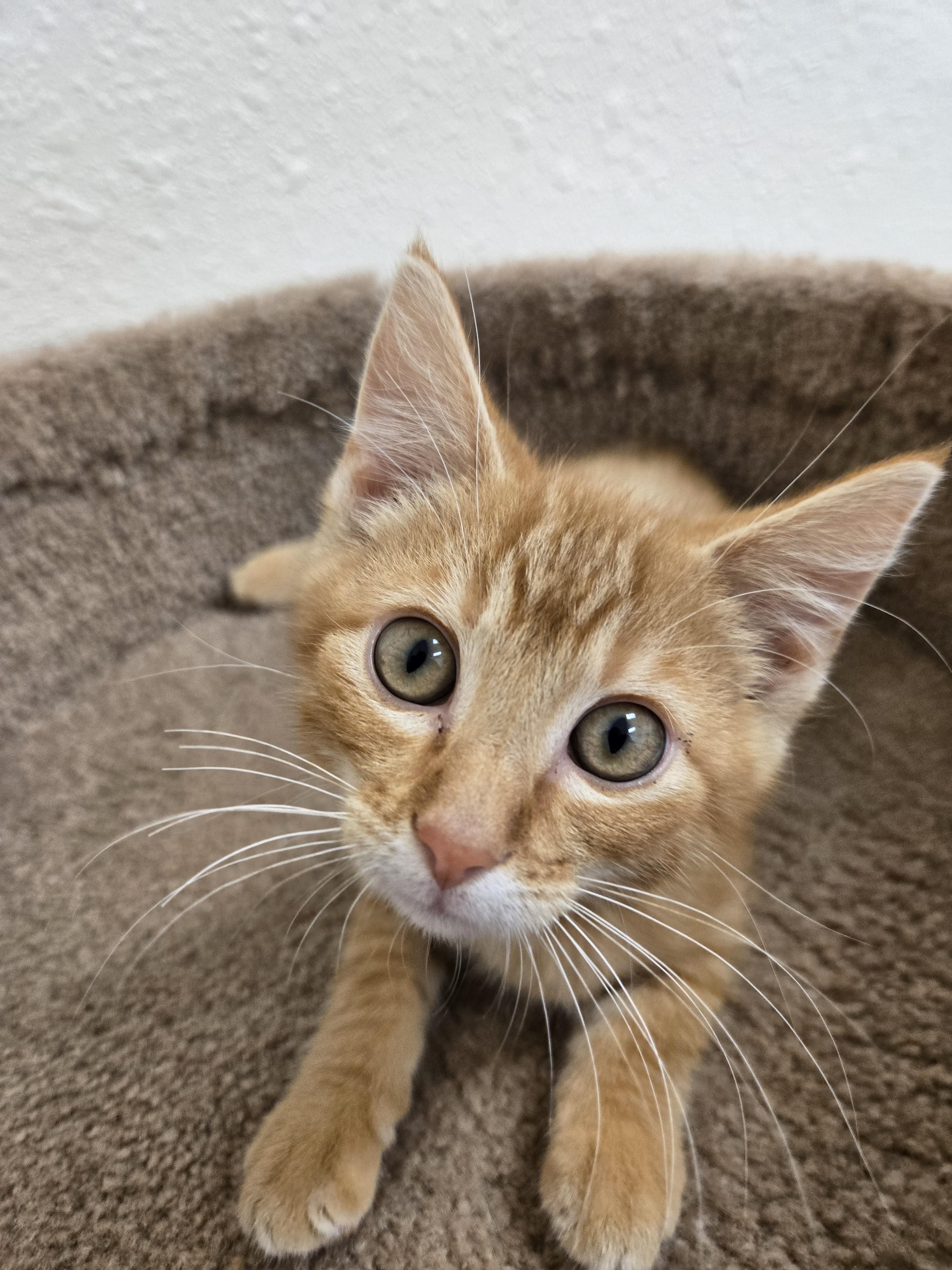 Otto, ADOPTABLE, Kitten Male Domestic Short Hair.