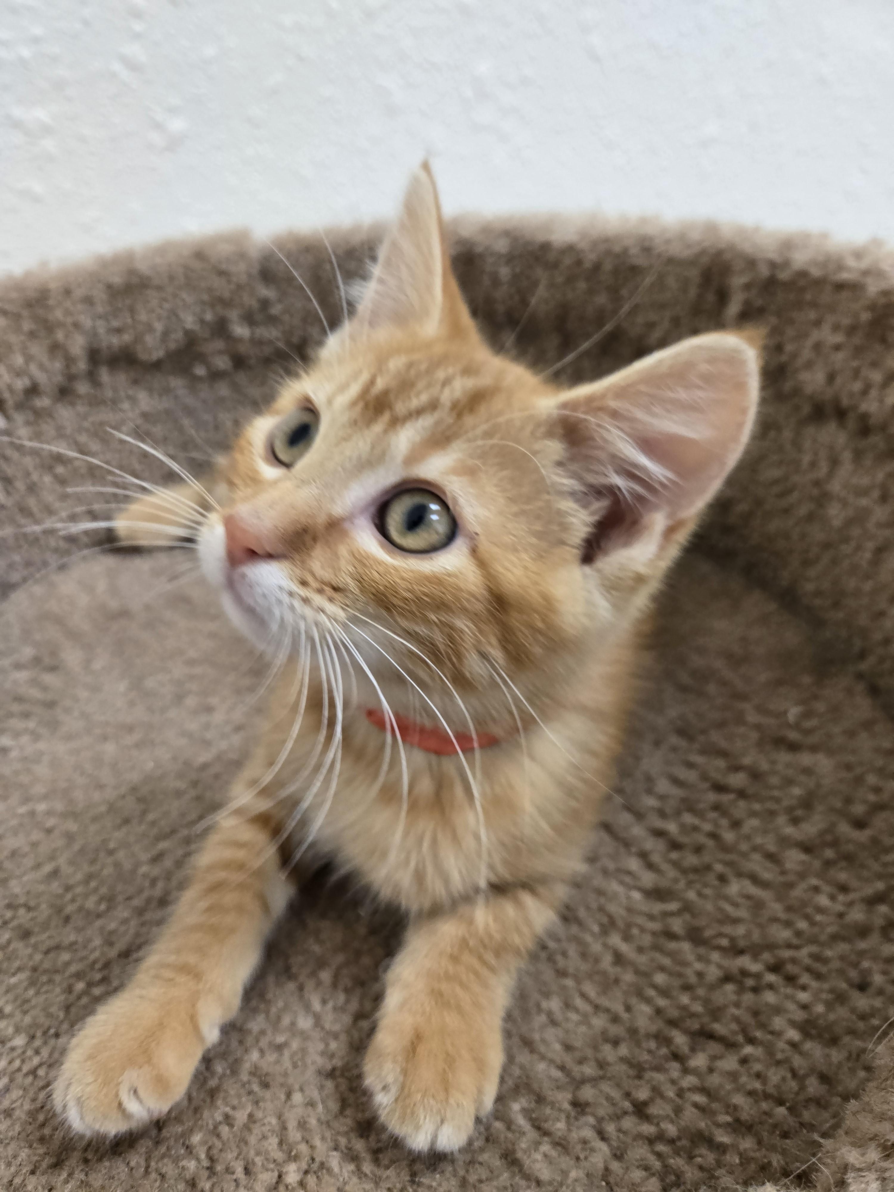 Otto, a ADOPTABLE Domestic Short Hair in Red Wing, MN image 3/4