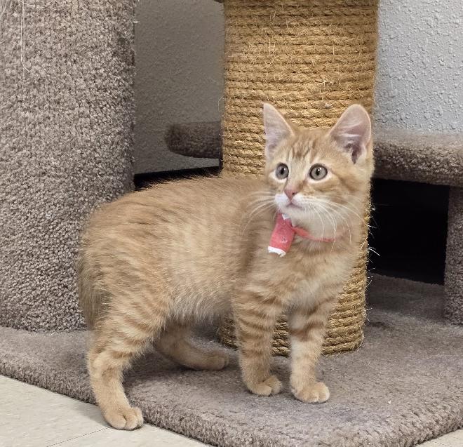 Otto, a ADOPTABLE Domestic Short Hair in Red Wing, MN image 4/4