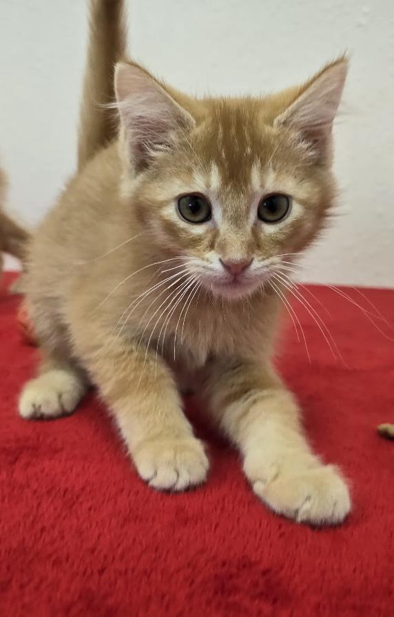 Otto, a ADOPTABLE Domestic Short Hair in Red Wing, MN image 2/4