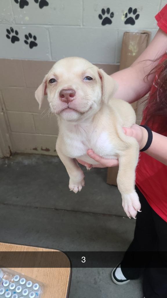 Norah, Adoptable, Puppy Female Pit Bull Terrier.