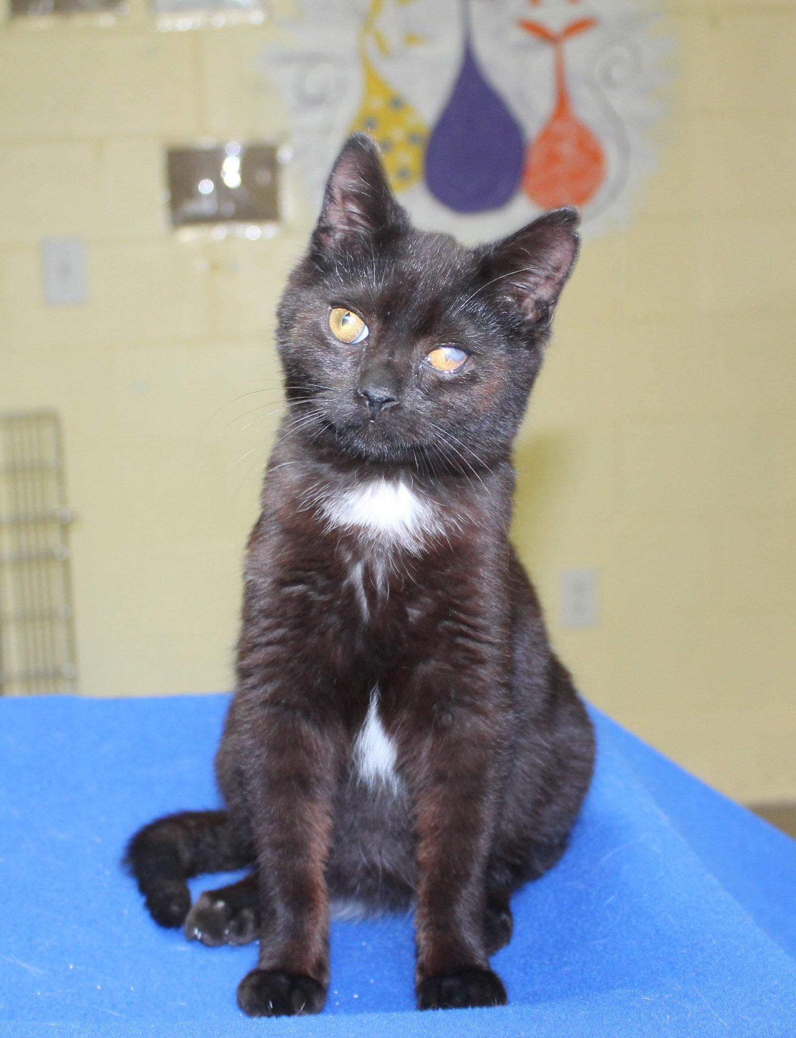 Twisty - 43330, Adoptable, Young Male Domestic Short Hair.