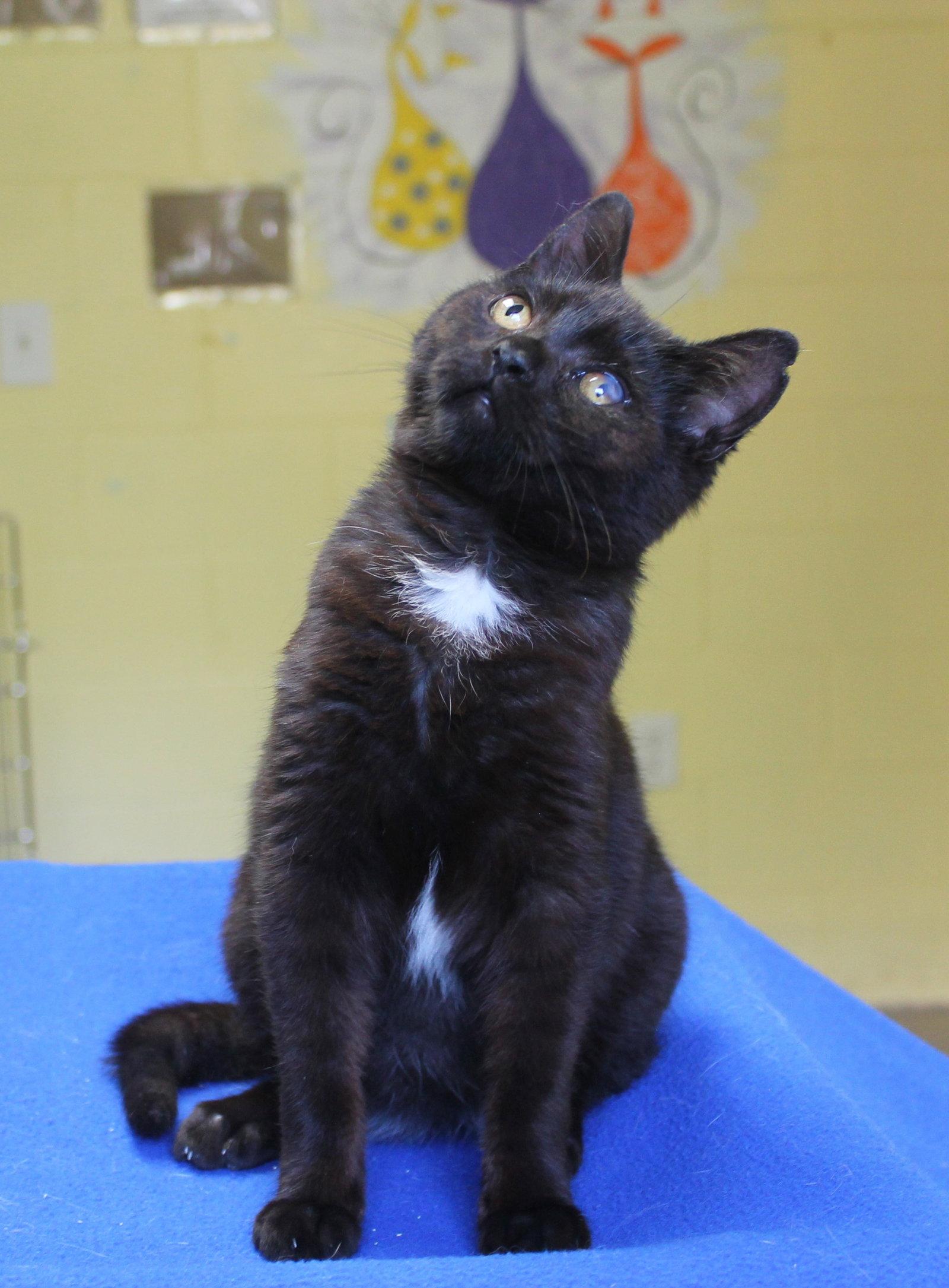 Enlarge Twisty - 43330, a Adoptable Domestic Short Hair in Prattville, AL image 2/2