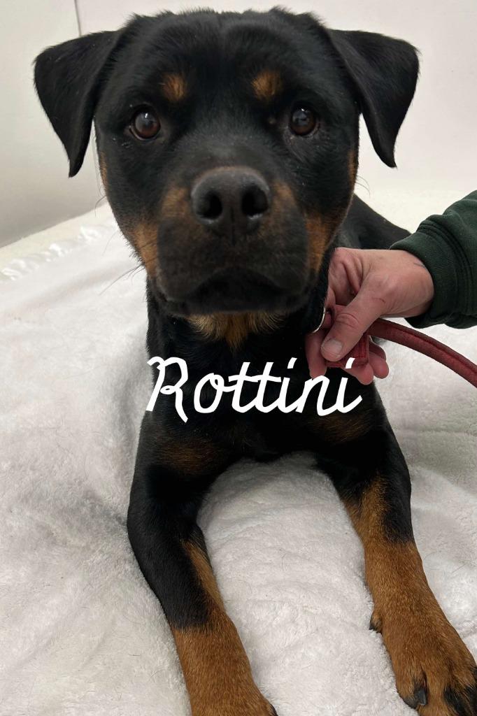 Enlarge Rottini, a Adoptable Rottweiler in Jacksonville, IL image 1/1