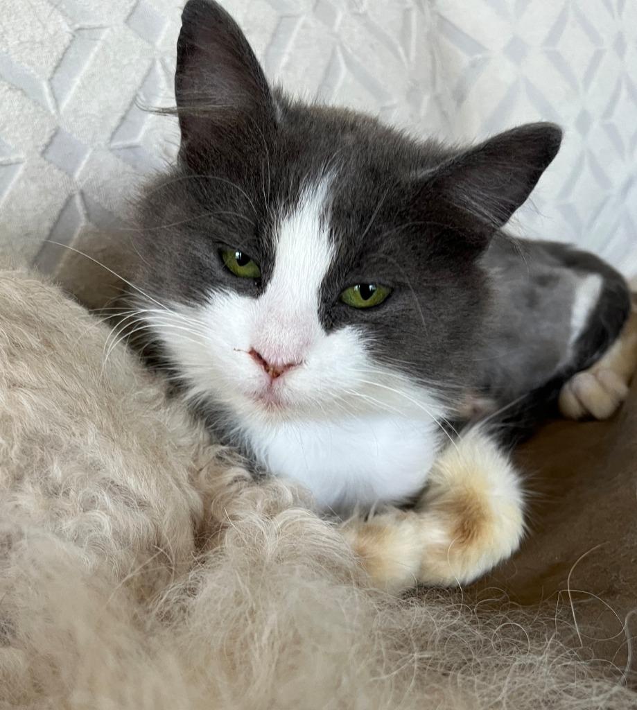Sissy, Adoptable, Kitten Female Domestic Long Hair.