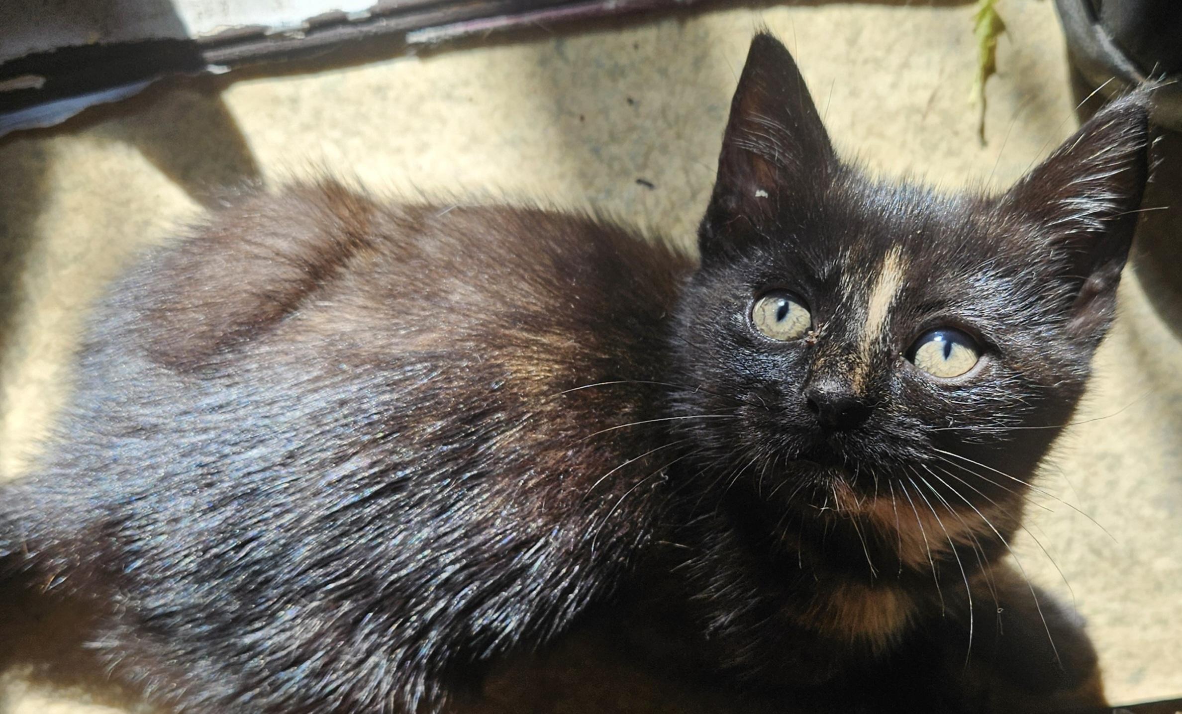 Enlarge Prada, a Adoptable mixed breed in Claridge, PA image 4/6