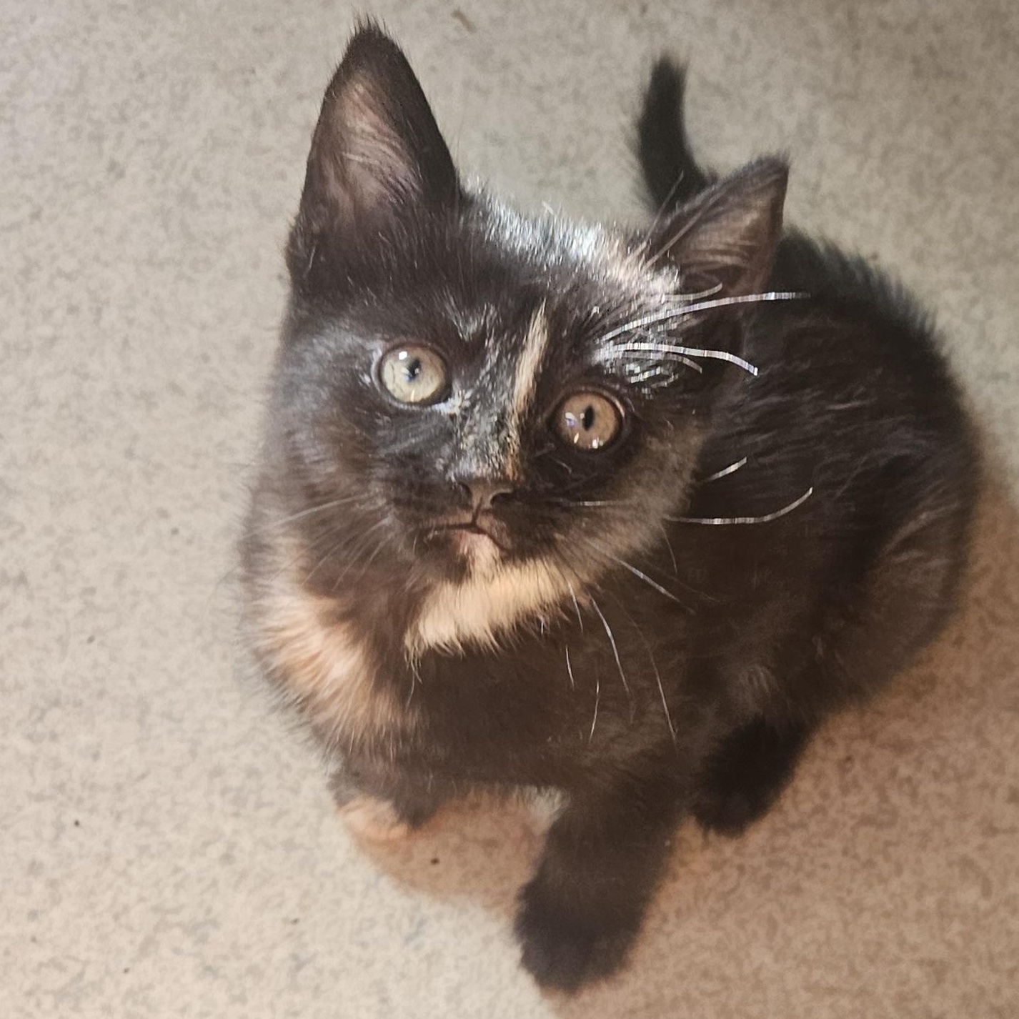 Prada, Adoptable, Kitten Female Domestic Short Hair & Siamese.