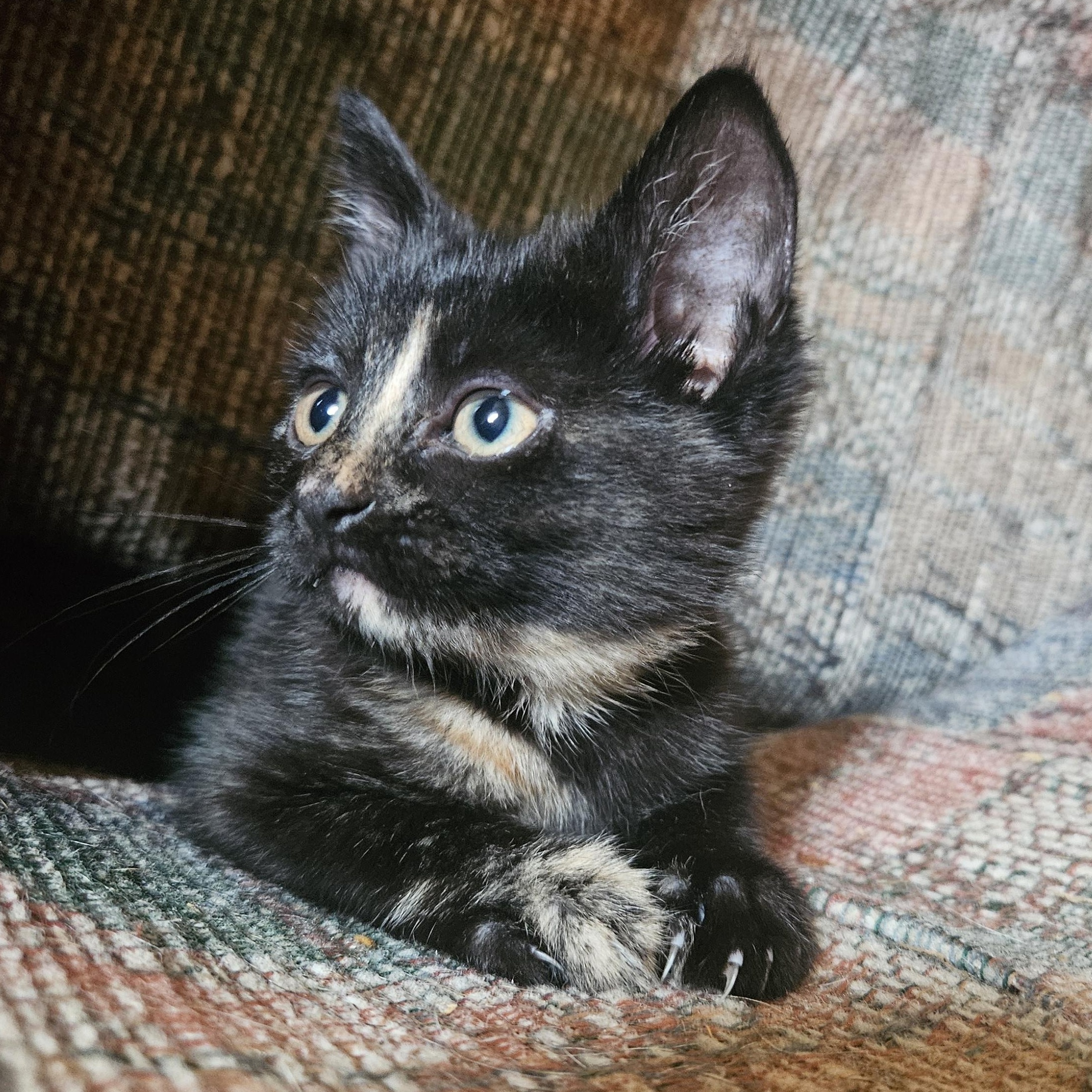 Enlarge Prada, a Adoptable mixed breed in Claridge, PA image 2/6