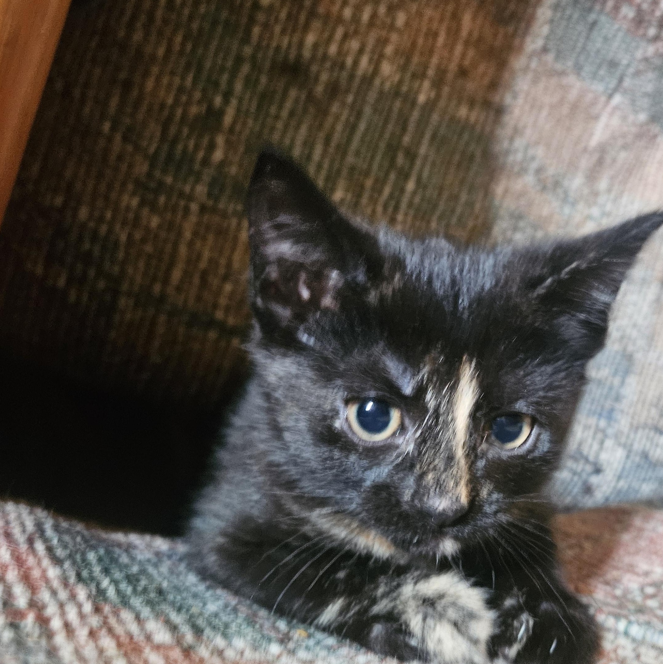 Enlarge Prada, a Adoptable mixed breed in Claridge, PA image 3/6