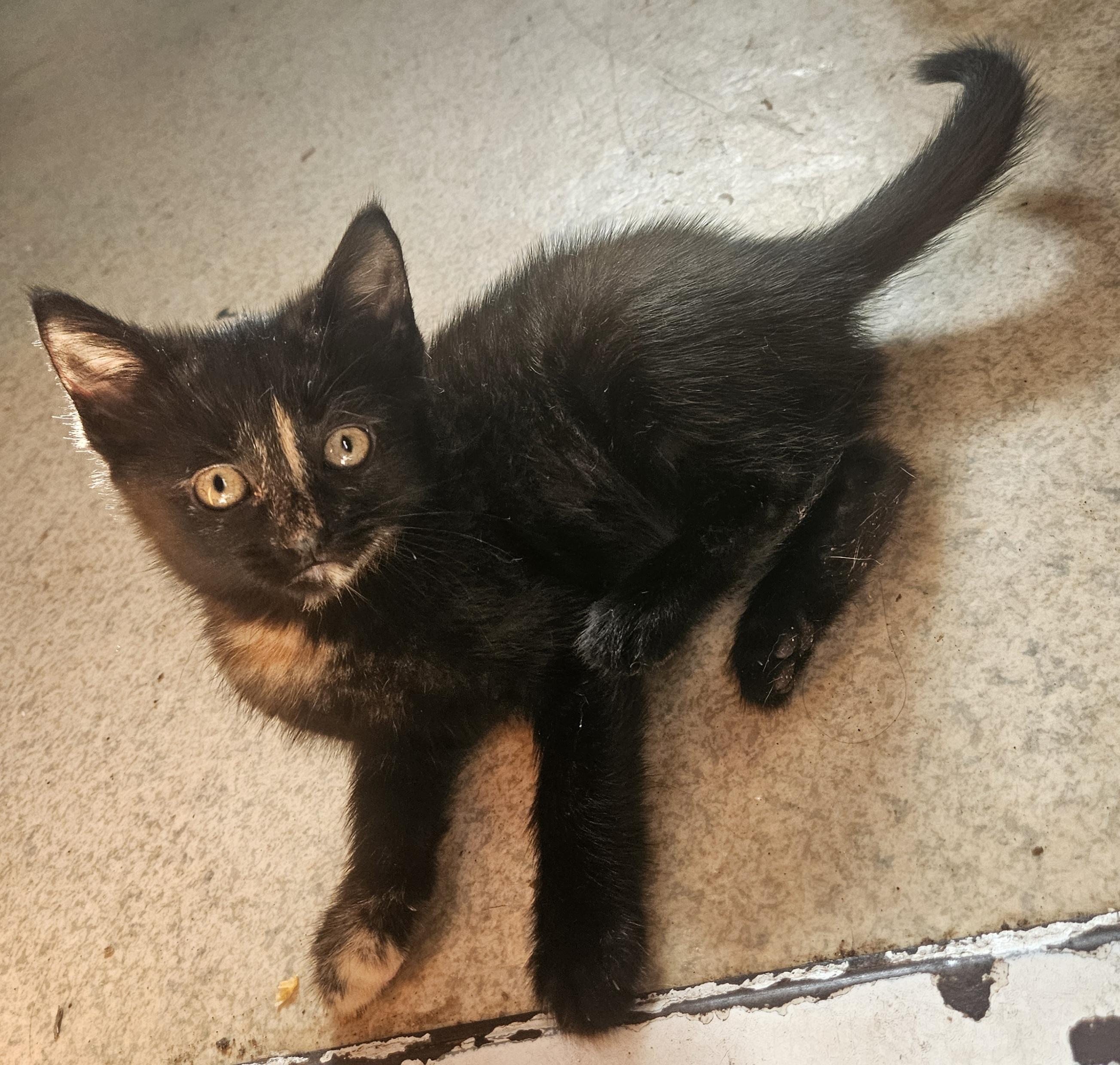 Enlarge Prada, a Adoptable mixed breed in Claridge, PA image 5/6