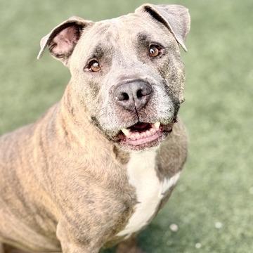 Eeyore, Adoptable, Senior Male Pit Bull Terrier.