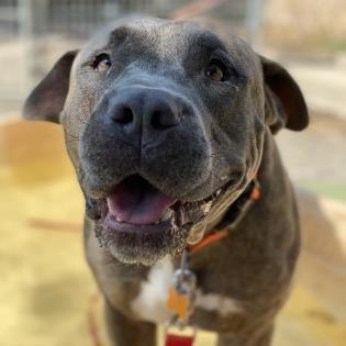 Enlarge Eeyore, a Adoptable Pit Bull Terrier in Fresno, CA image 3/5
