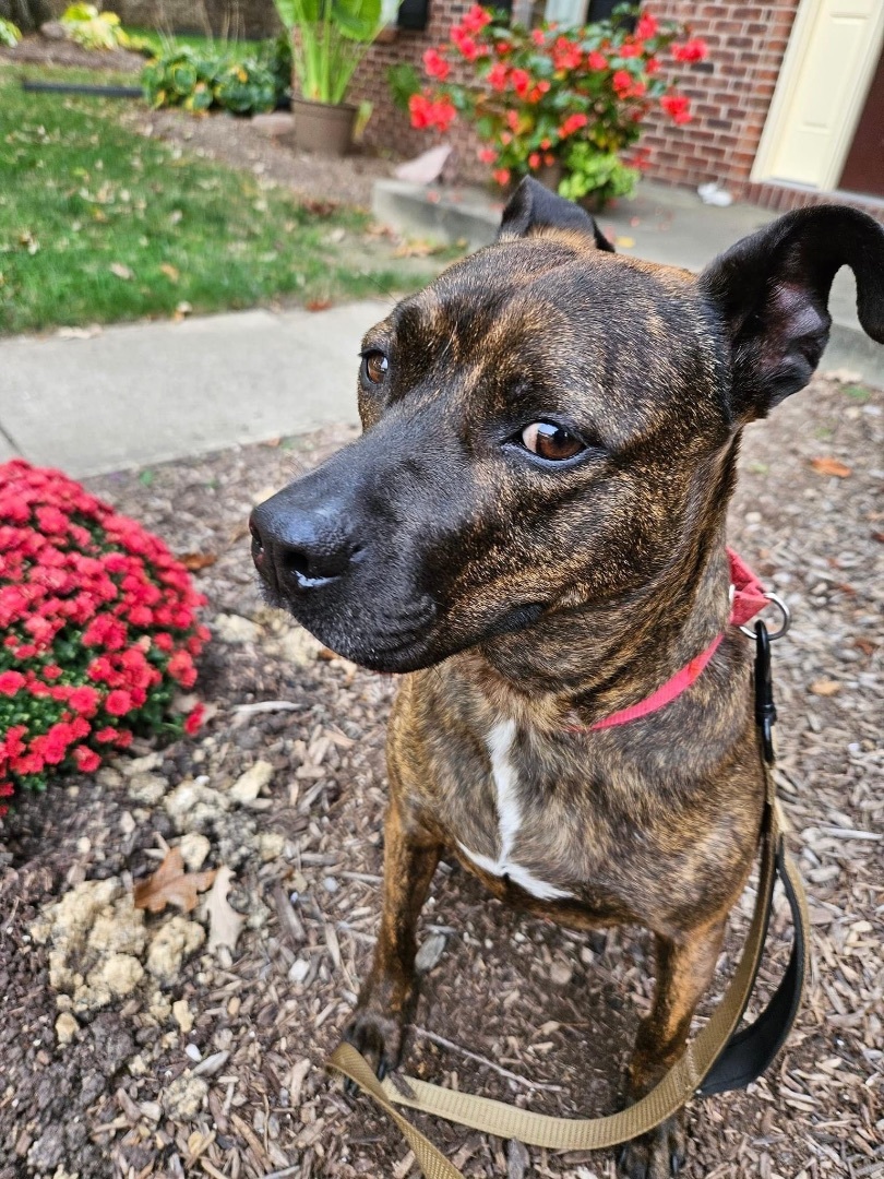 Enlarge Whiskey, a Adoptable Terrier in Roachdale, IN image 1/2