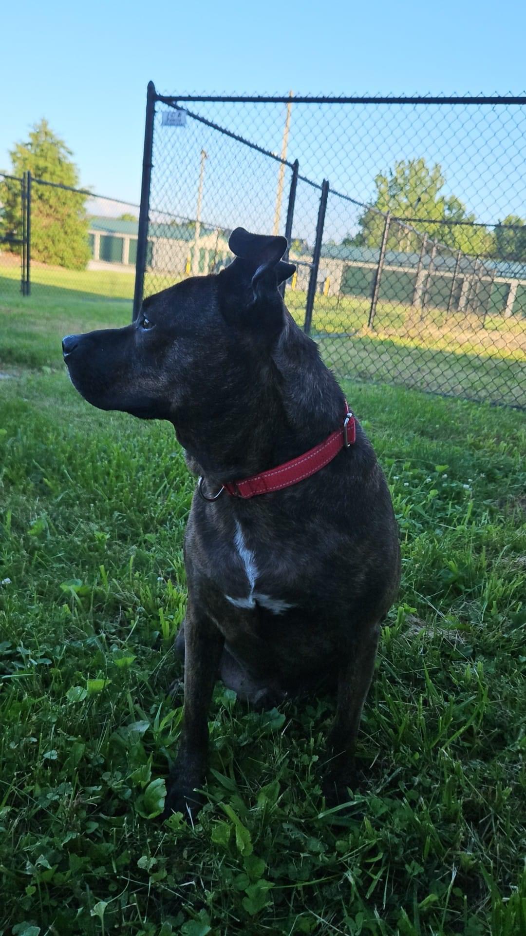 Enlarge Whiskey, a Adoptable Terrier in Roachdale, IN image 2/2