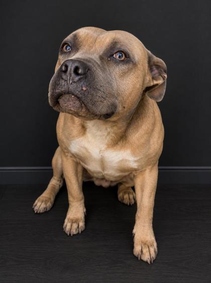 Humphrey, Adoptable, Adult Male Pit Bull Terrier & Mixed Breed.