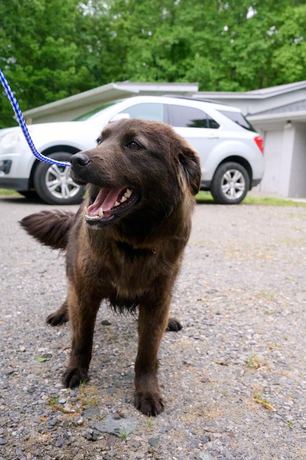 Bella, ADOPTABLE, Young Female Australian Shepherd.