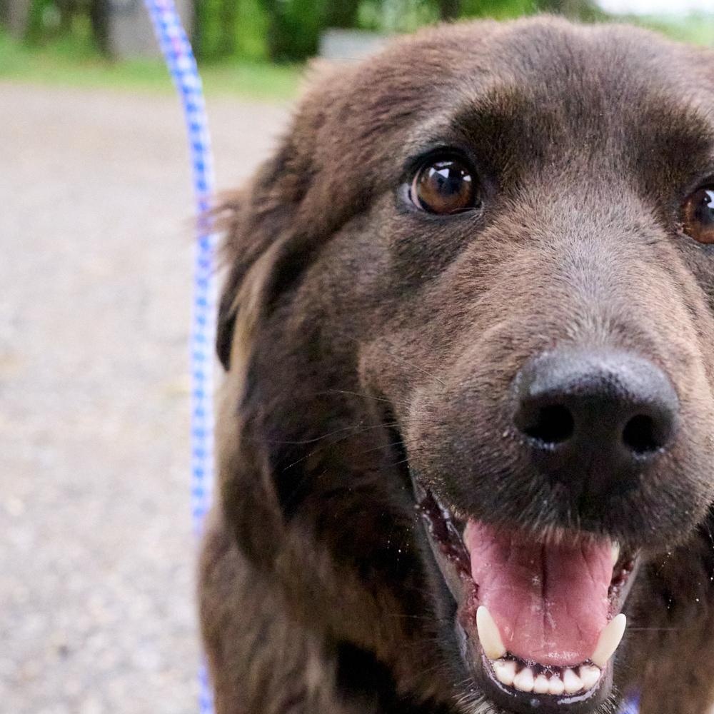 Bella, an adopted mixed breed in Floyd, VA image 2/3