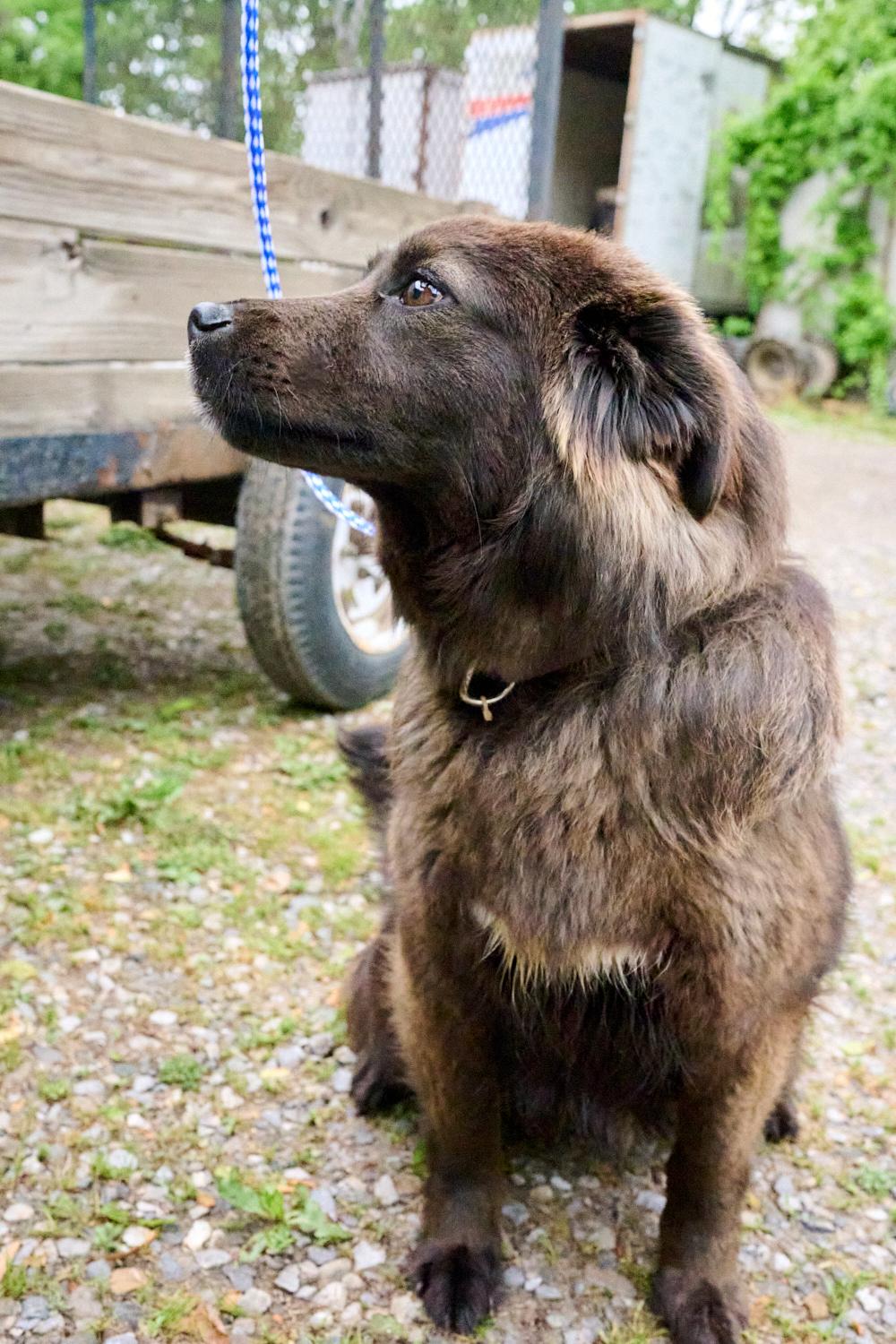 Bella, an adopted mixed breed in Floyd, VA image 3/3