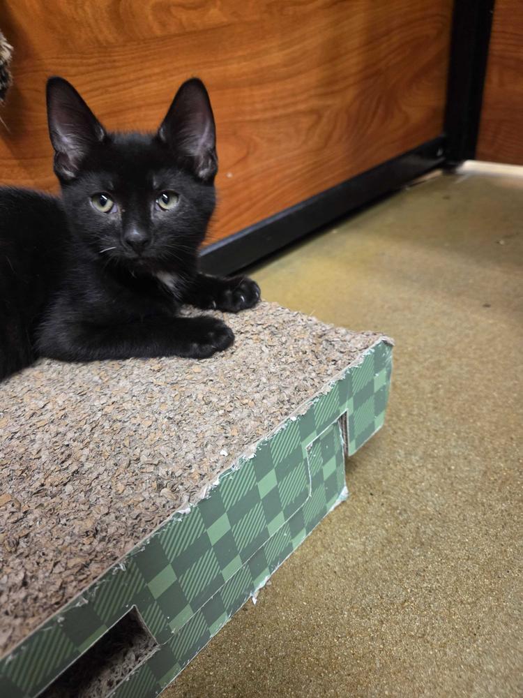 Chris Redfield, a Adoptable Domestic Short Hair in North Brunswick, NJ image 1/3