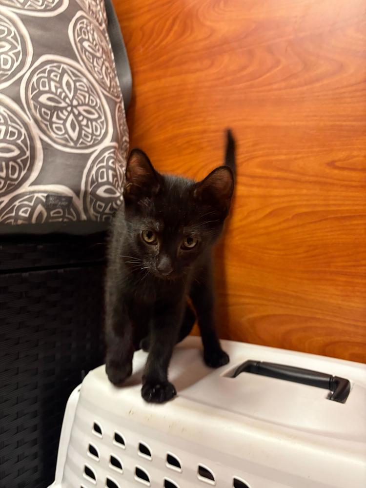 Chris Redfield, a Adoptable Domestic Short Hair in North Brunswick, NJ image 3/3